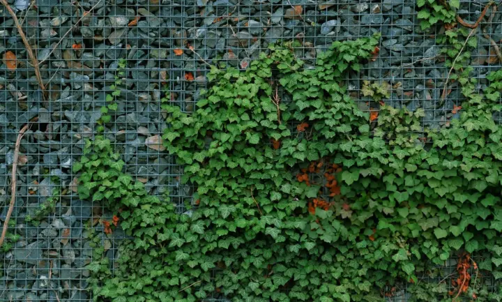 gabion plants 